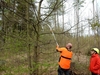 Praktická výuka arboristických postupů